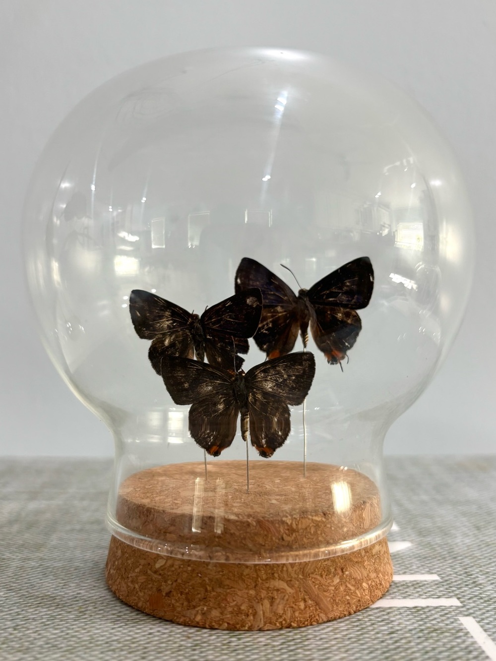 Preserved butterfly’s in glass dom